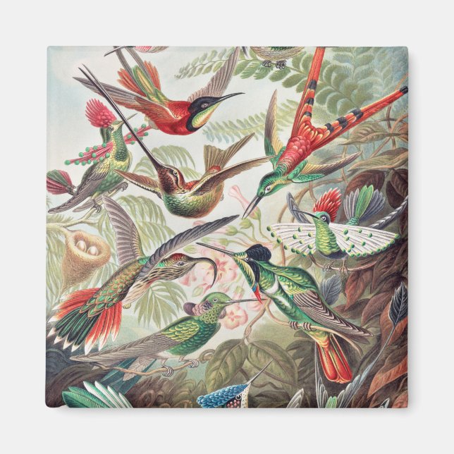 Aimant Colibri, Trochilidae Kolibris par Ernst Haeckel (Devant)