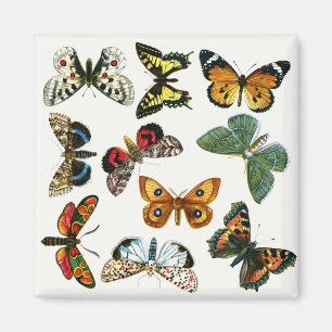 Aimant Collage des papillons de nuit et des papillons de 