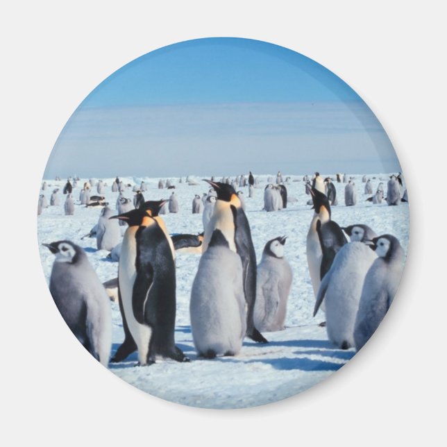 Aimant Collecte de pingouins (Devant)