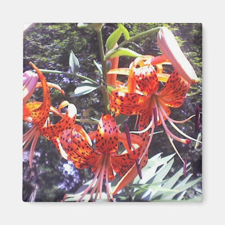 Aimant Collection Tiger Lily