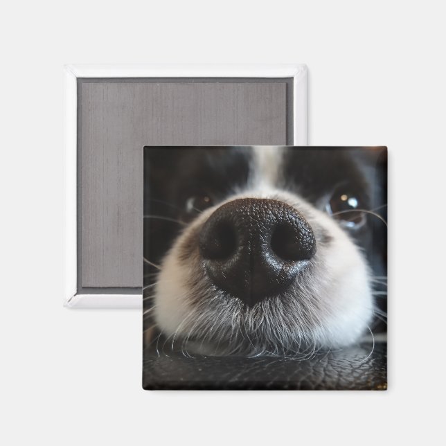 Aimant Collie Bordure Cute Nez Closeuse (Recto/Verso)