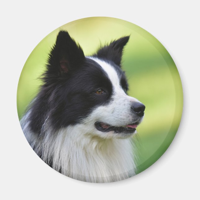 Aimant Collie Chien noir et blanc (Devant)