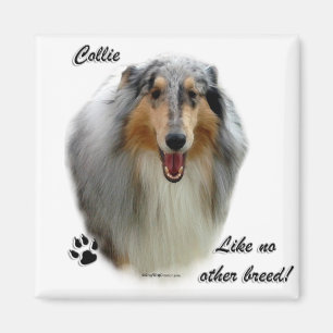 Aimant Collie Comme Aucune Autre race