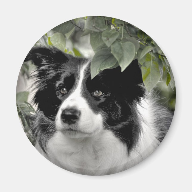Aimant Collie Dog dans les bois (Devant)