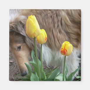 Aimant Collie et Tulipes