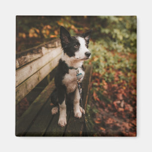 Aimant Collie frontalière noire et blanche sur le banc d