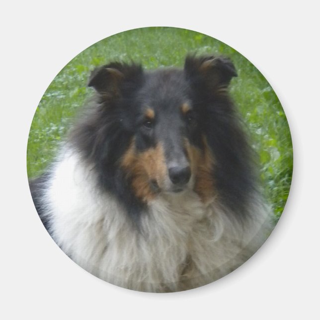 Aimant Collie -Tri -Magnet (Devant)