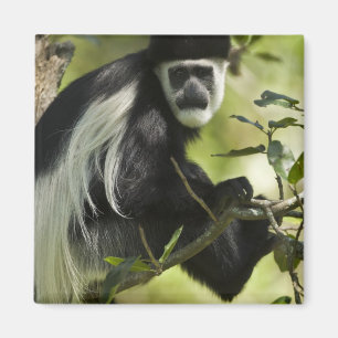 Aimant Colobe noir et blanc
