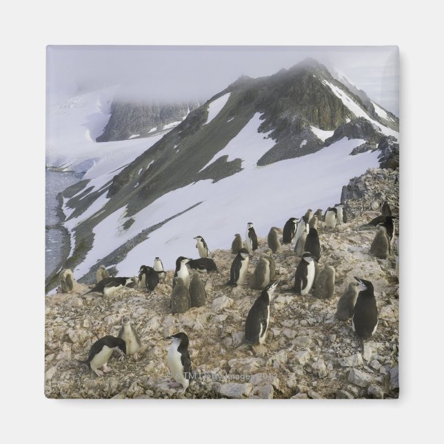 Aimant Colonie des pingouins de Chinstrap (Devant)