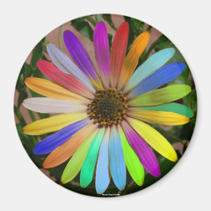 Aimant Coloré-Aimant de marguerite africaine