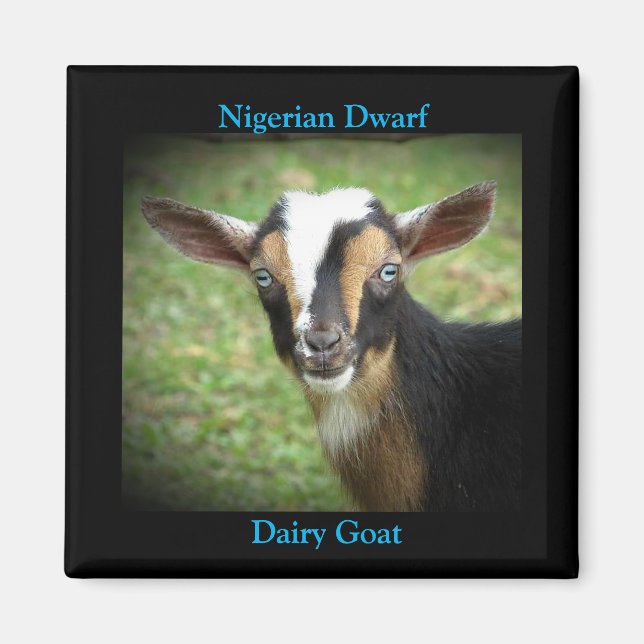 Aimant Coloré Nain Nain Laitier Goat Kid (Devant)