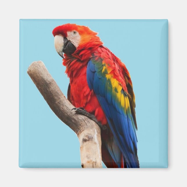 Aimant Colorful Parrot Portrait (Devant)