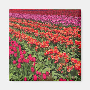 Aimant Colorful Tulip Field, Oregon