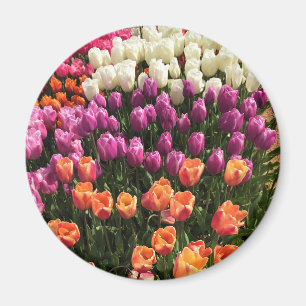Aimant Colorful Tulip Garden Bed, Oregon