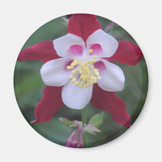 Aimant Columbine (Devant)