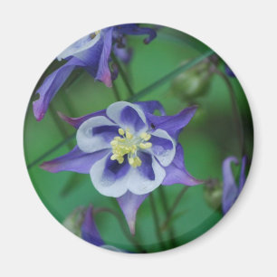 Aimant Columbine bleu et blanc fleurit l'aimant
