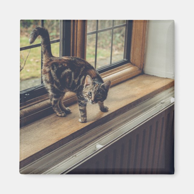 Aimant Combien coûte ce Kitty dans la fenêtre ? (Devant)