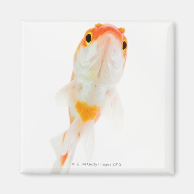 Aimant Comète / Poisson rouge à queue comète (Devant)