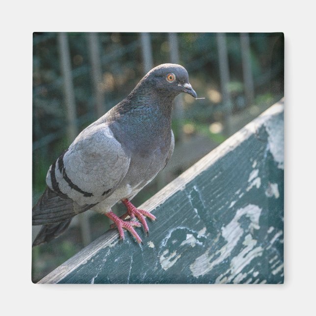 Aimant Common Pigeon Perched on a Wooden Bench in the Par (Devant)