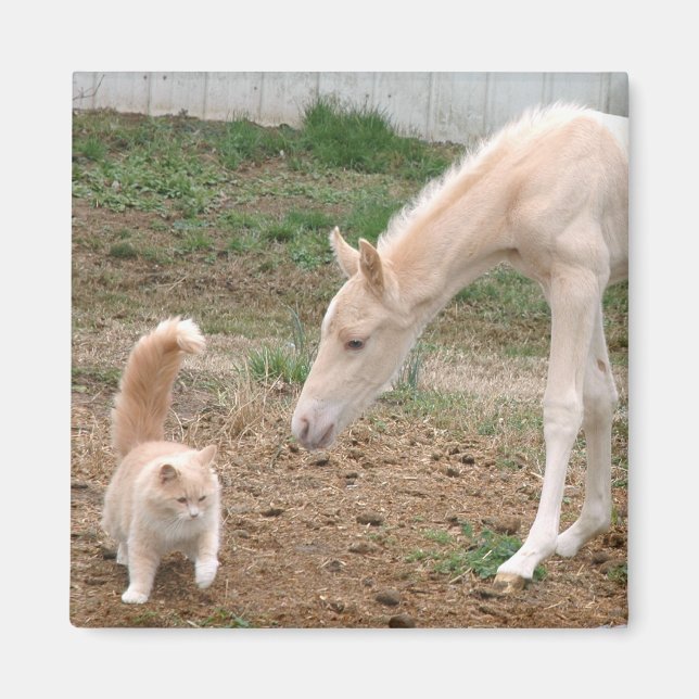 Aimant Compagnons Cremello (Devant)