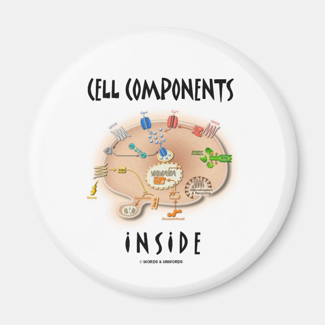 Aimant Composants de cellule à l'intérieur (Devant)