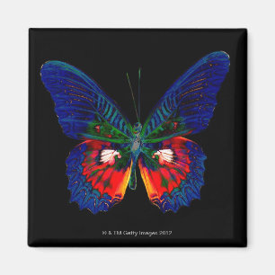 Aimant Conception colorée de papillon contre le contexte