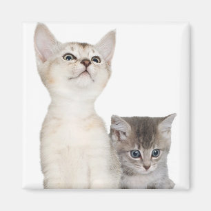 Aimant Conception de chaton à aider à rendre votre Noë