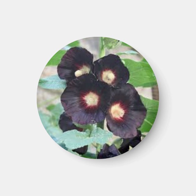 Aimant Conception de photo florale de violette pansy noir (Devant)