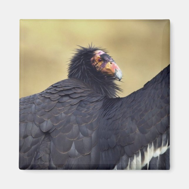 Aimant condor californien (Devant)