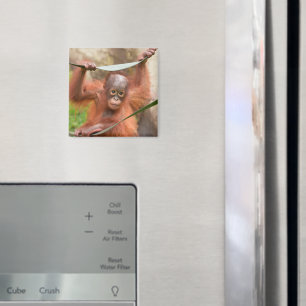 Aimant Connexion bébé orang-outan
