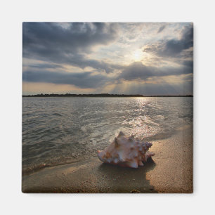 Aimant Conque Shell à la plage St Augustine, la Florid