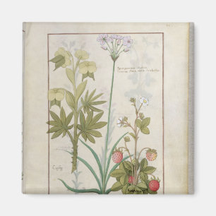Aimant Consiligo, Burreed et fraise