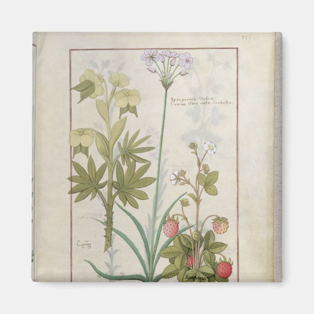 Aimant Consiligo, Burreed et fraise (Devant)