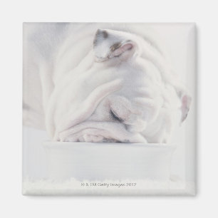 Aimant Consommation de bouledogue