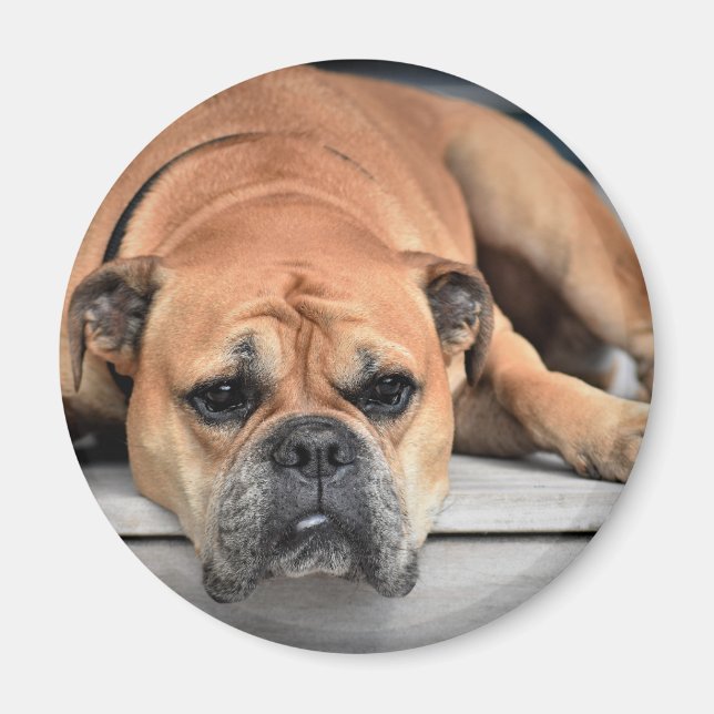Aimant Continental Bulldog personnalisable (Devant)