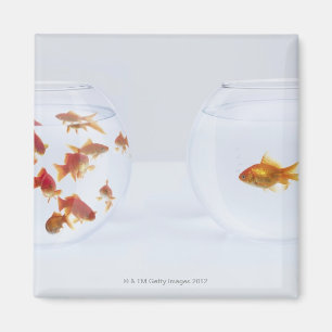 Aimant Contraste des beaucoup poisson rouge dans le bocal