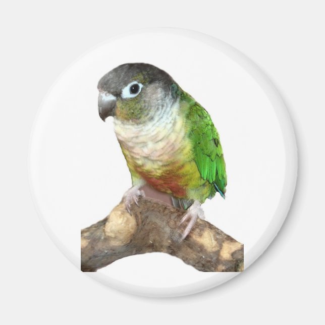 Aimant Conure verte à la joue (Devant)