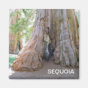 Aimant cool Sequoia !