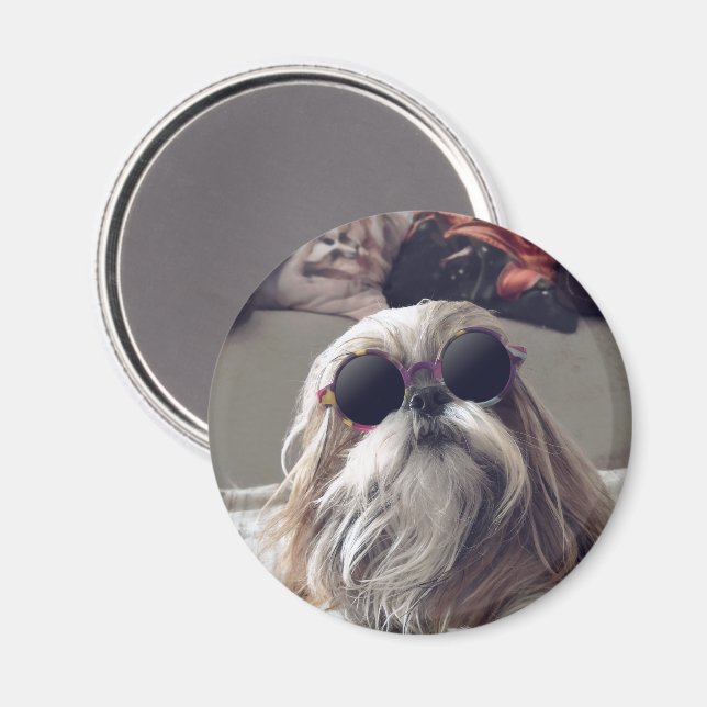 Aimant Cool Shih Tzu cheveux longs Lunettes de soleil vin (Recto/Verso)