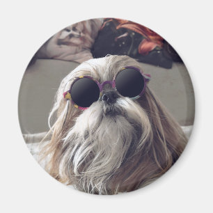 Aimant Cool Shih Tzu cheveux longs Lunettes de soleil vin