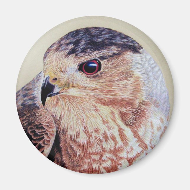 Aimant Coopers Hawk (Devant)