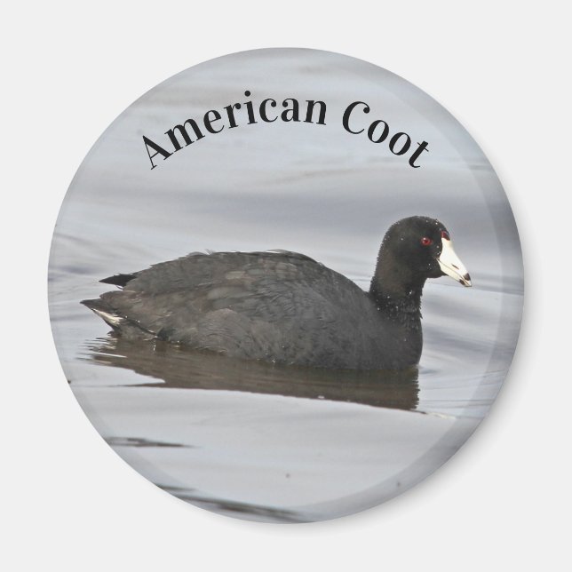 Aimant Coot américain (Devant)