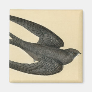 Aimant Copie antique d'un rapide