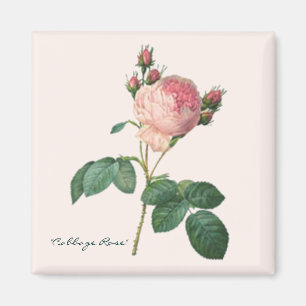 Aimant Copie botanique de rose de chou