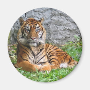 Aimant Copie de tigre