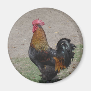 Aimant coq