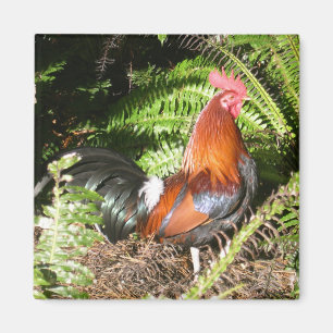 Aimant Coq En Feuille