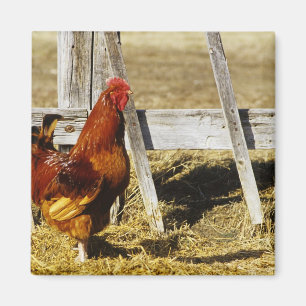 Aimant Coq Rhode Island Red