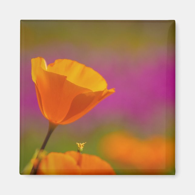 Aimant coquelicot et rose (Devant)