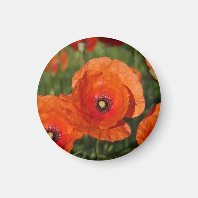 Aimant Coquelicots communs (Devant)